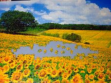jigsaw_SunflowerFieldUmbria_2016_017