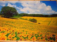 jigsaw_SunflowerFieldUmbria_2016_019