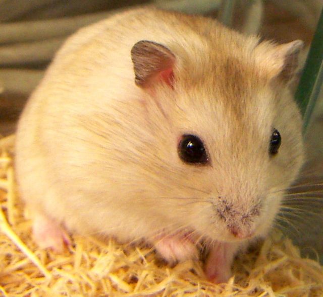 クリックすると新しいウィンドウで開きます