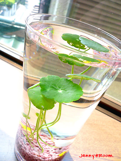 夏にぴったり 丸くて小さな葉っぱが魅力 不思議な水生植物 ウォーターマッシュルーム 広島 あなたのお庭のコンシェルジュ ゆっこの庭 寄せ植え教室