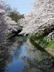 sakura2010_04110022