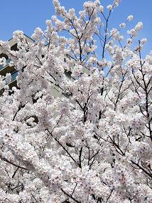 sakura_2010_04110002