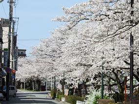 sakura_2010_04110060