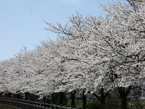 sakura_2010_04110075