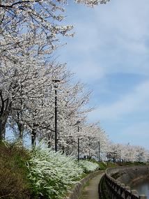 sakura_2010_04110076