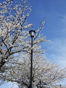 sakura_2010_04110079