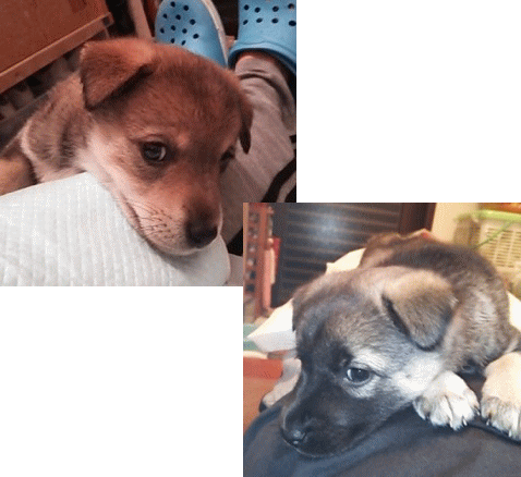 仔犬たち
