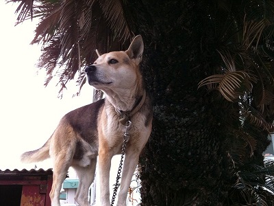 s-犬@徳之島
