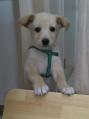 子犬