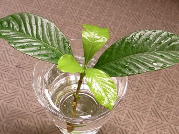 くちなしの挿し木を鉢に植えました さざなみ橋日記 園芸ブログ