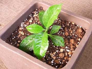 くちなしの挿し木を鉢に植えました さざなみ橋日記 園芸ブログ