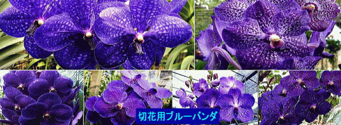 8aoirovanda-Opt.gif