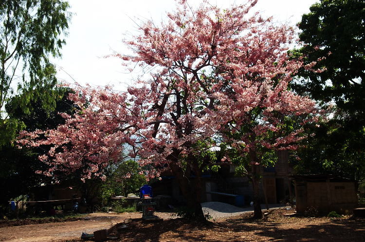 sakura.jpg