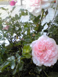 rose2010.jpg
