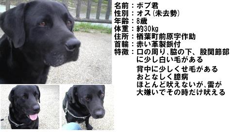 掲示板ボブ君