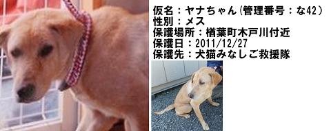 掲示板ヤナちゃん