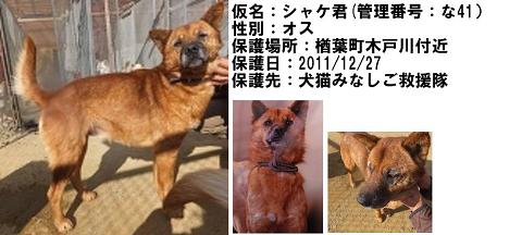 掲示板シャケ君