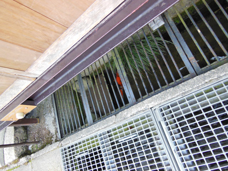 町中の用水路にも鯉