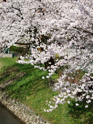 Cherryblossoms2012_002