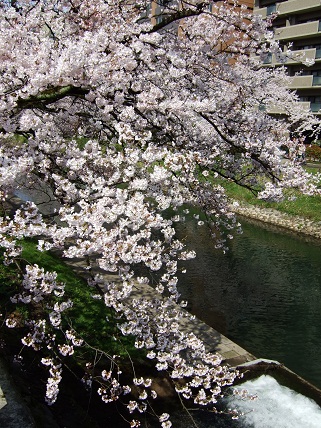 Cherryblossoms2012_003