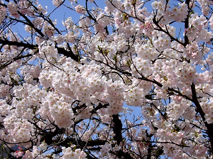 Cherryblossoms2012_004