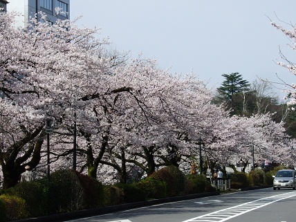 Cherryblossoms2012_005