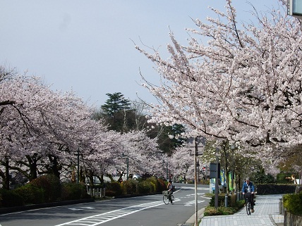 Cherryblossoms2012_006