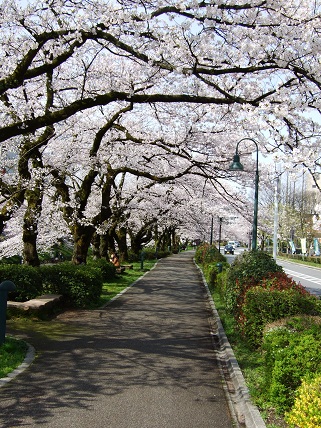 Cherryblossoms2012_007