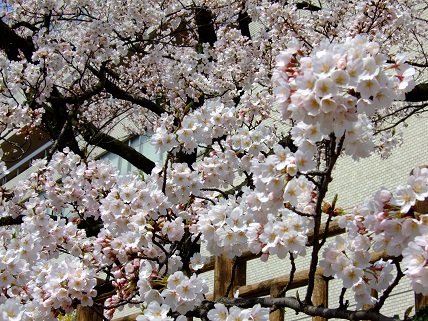 Cherryblossoms2012_008
