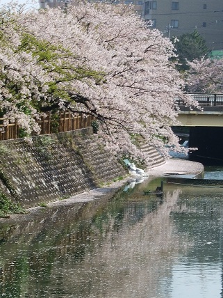 Cherryblossoms2012_009