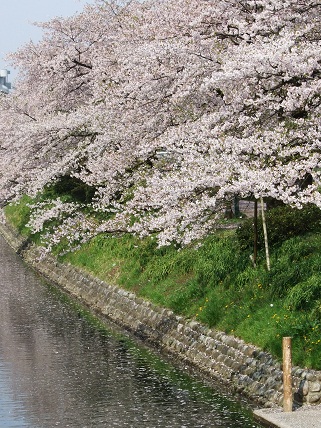 Cherryblossoms2012_010