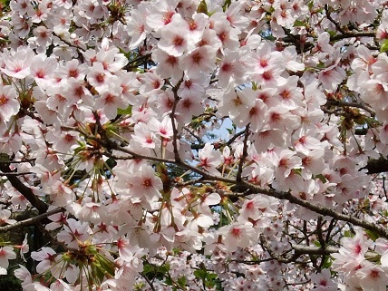Cherryblossoms2012_011