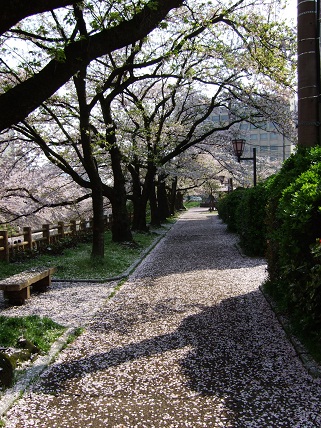 Cherryblossoms2012_012