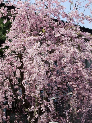 Cherryblossoms2012_013