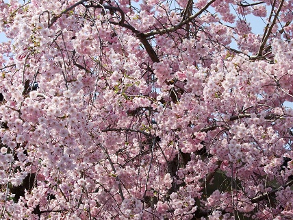 Cherryblossoms2012_014