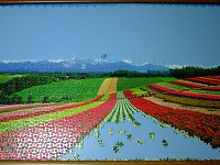 PanoramicFlowerGarden_011
