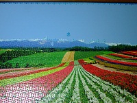 PanoramicFlowerGarden_015