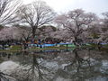 hanami-091