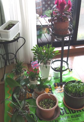 台風で避難した植木