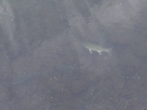 汐浜運河の魚