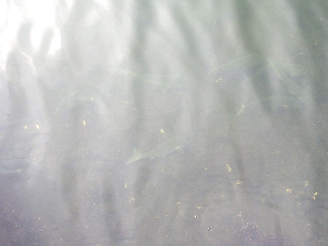 汐浜運河の魚
