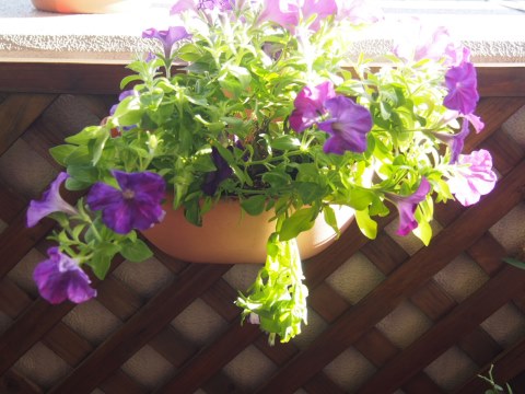 ペチュニア挿し木