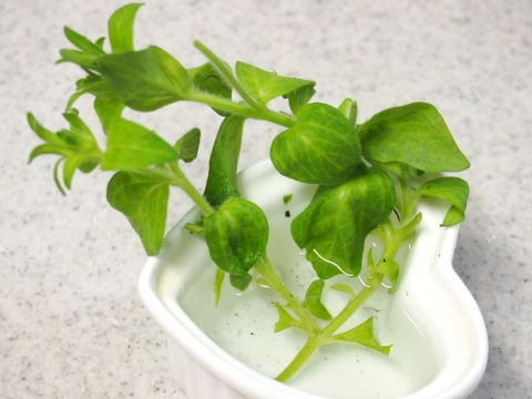 ペチュニア挿し木