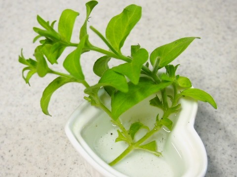 ペチュニア挿し木