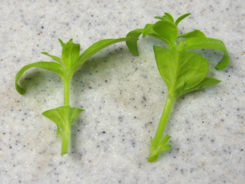 ペチュニア挿し木