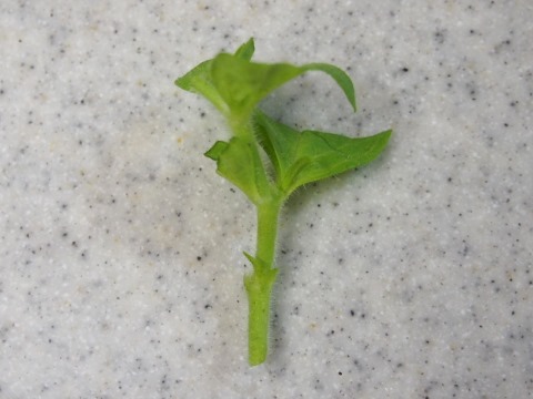 ペチュニア挿し木