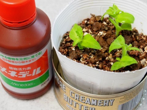 ペチュニア挿し木