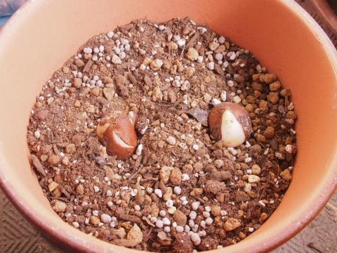 チューリップ植え付け