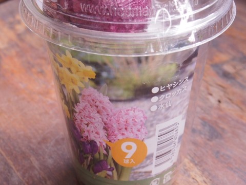 ヒヤシンス植え付け