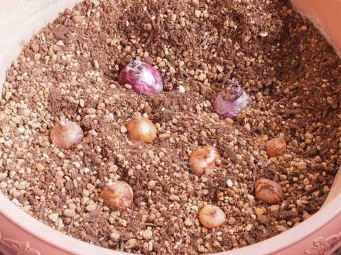 ヒヤシンス植え付け